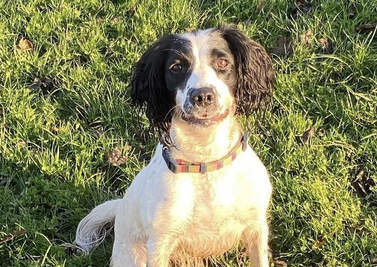 Trail Running with an English Springer Spaniel