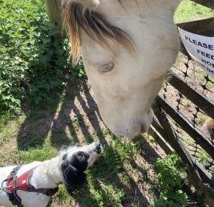 canicross dogs 