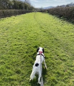 trail running with dogs 