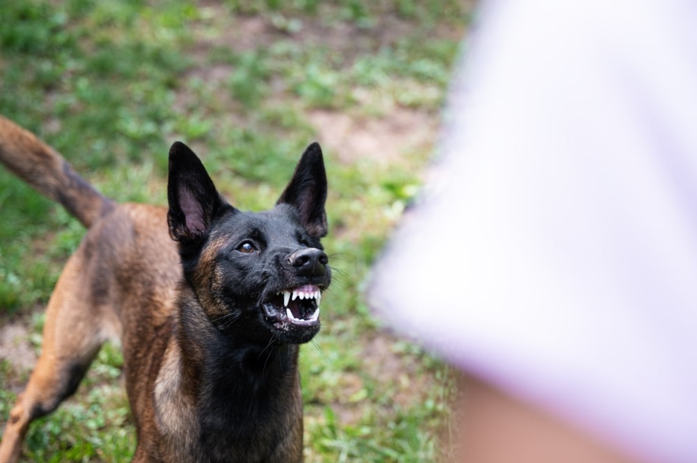 dog aggression