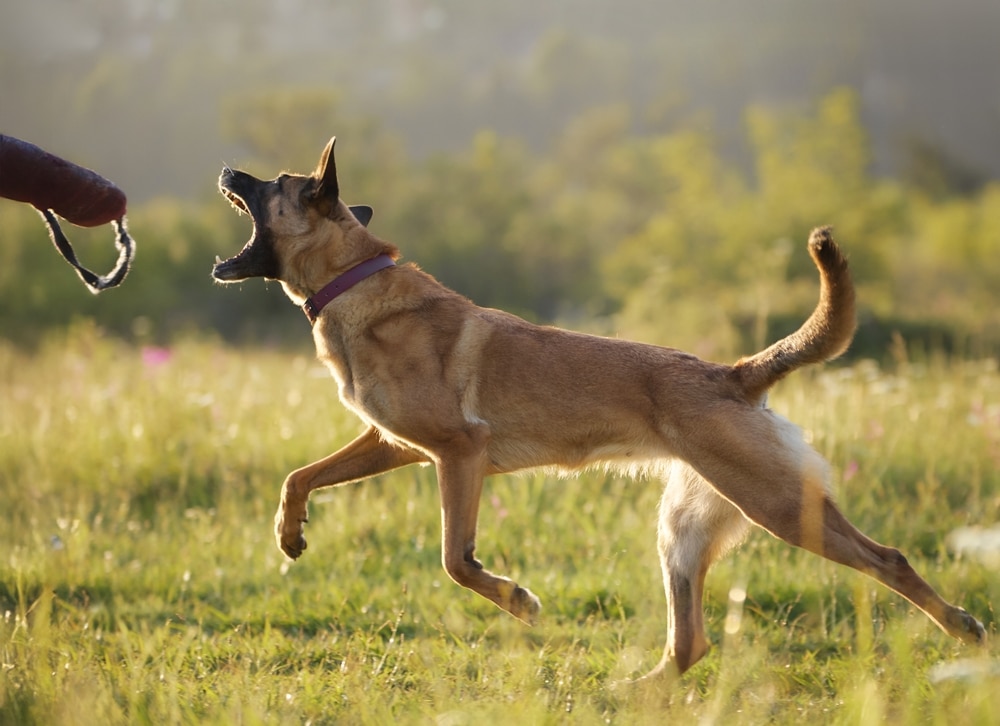 aggression in dogs
