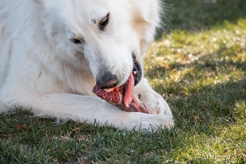 dog eating raw diet