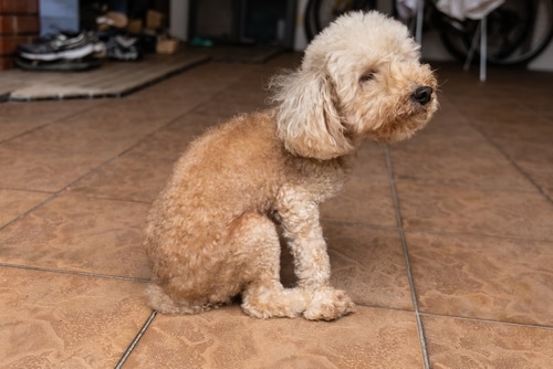 dog scooting