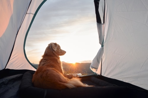 camping with dogs