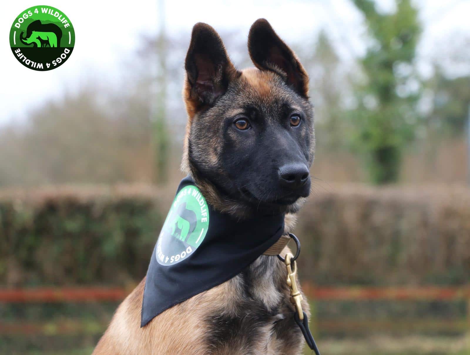 Shingas Journey Part 1 – Meet Shinga – Anti Poaching Dog In Training