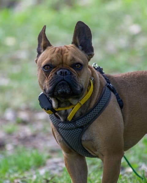 Brachycephalic breeds, like the French Bulldog, can be more prone to acid reflux.