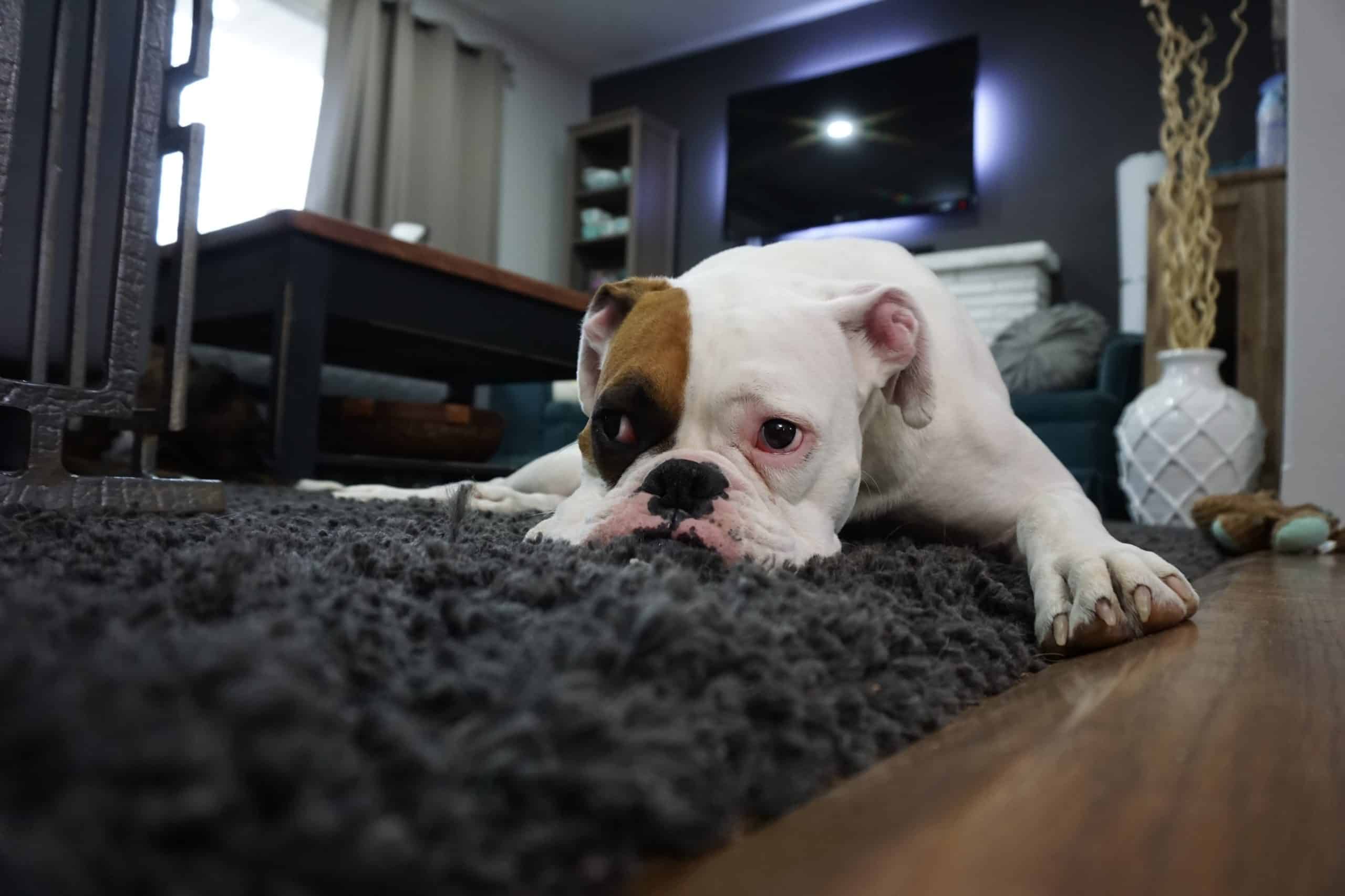 Acid reflux in dogs. Symptoms and how to help