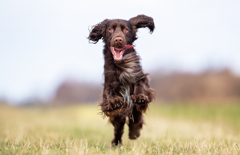 healthy dog - healthy joints