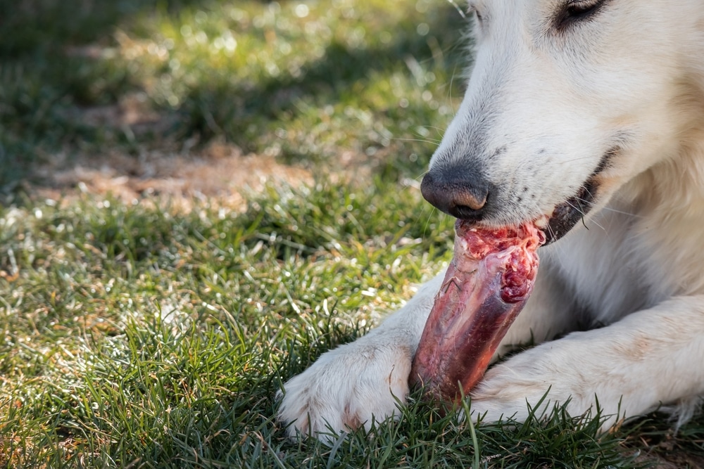 raw feeding bones - raw meaty bones