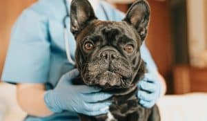 Acid Reflux in Dogs: Symptoms and How to Help