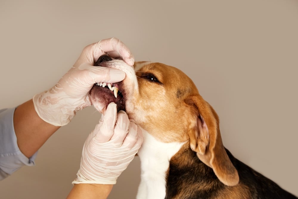 dental hygiene in dogs