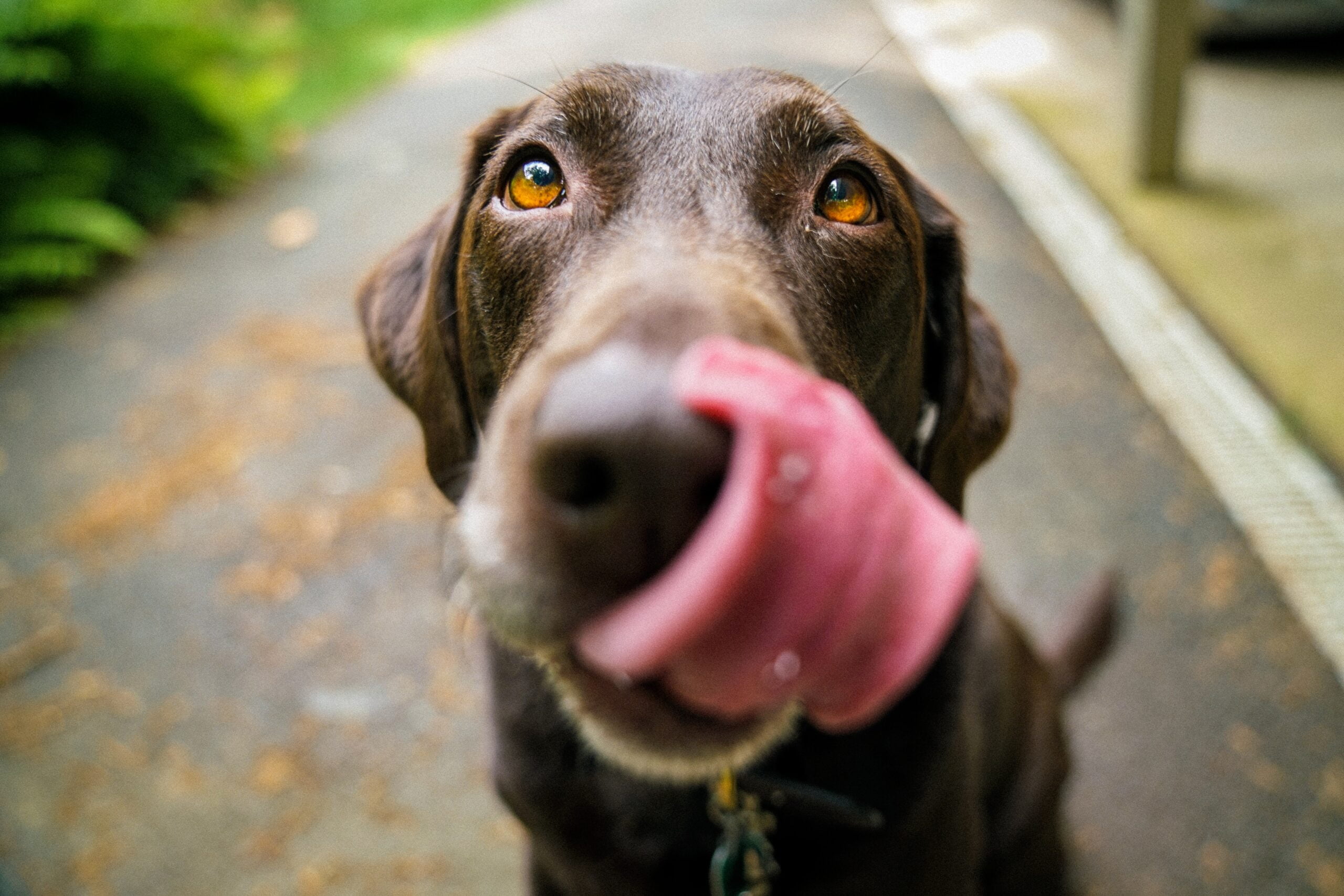 Diabetes in Dogs | What Is The Best Food For Dogs with Diabetes?