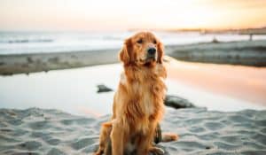What is the best food for dogs with diagnosed ailments?