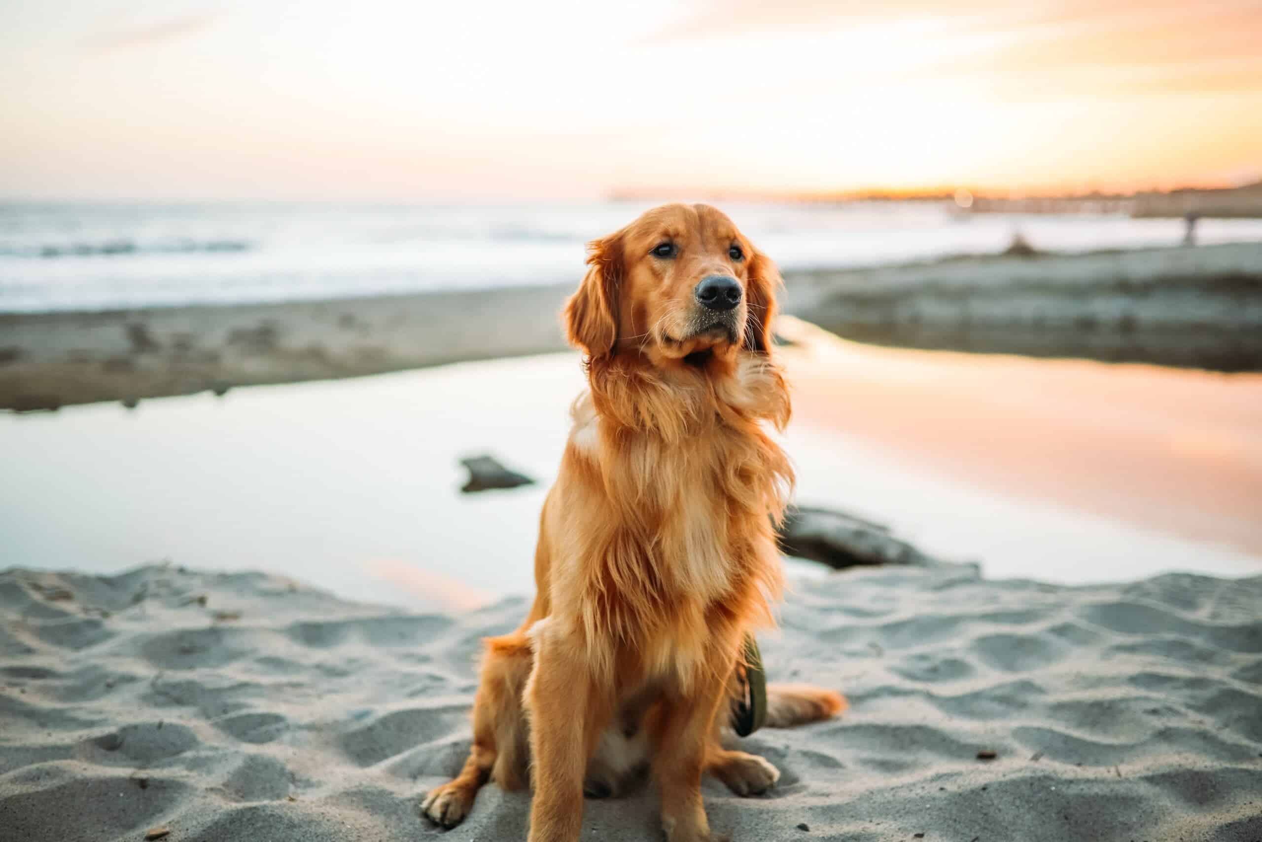 What is the best food for dogs with diagnosed ailments?
