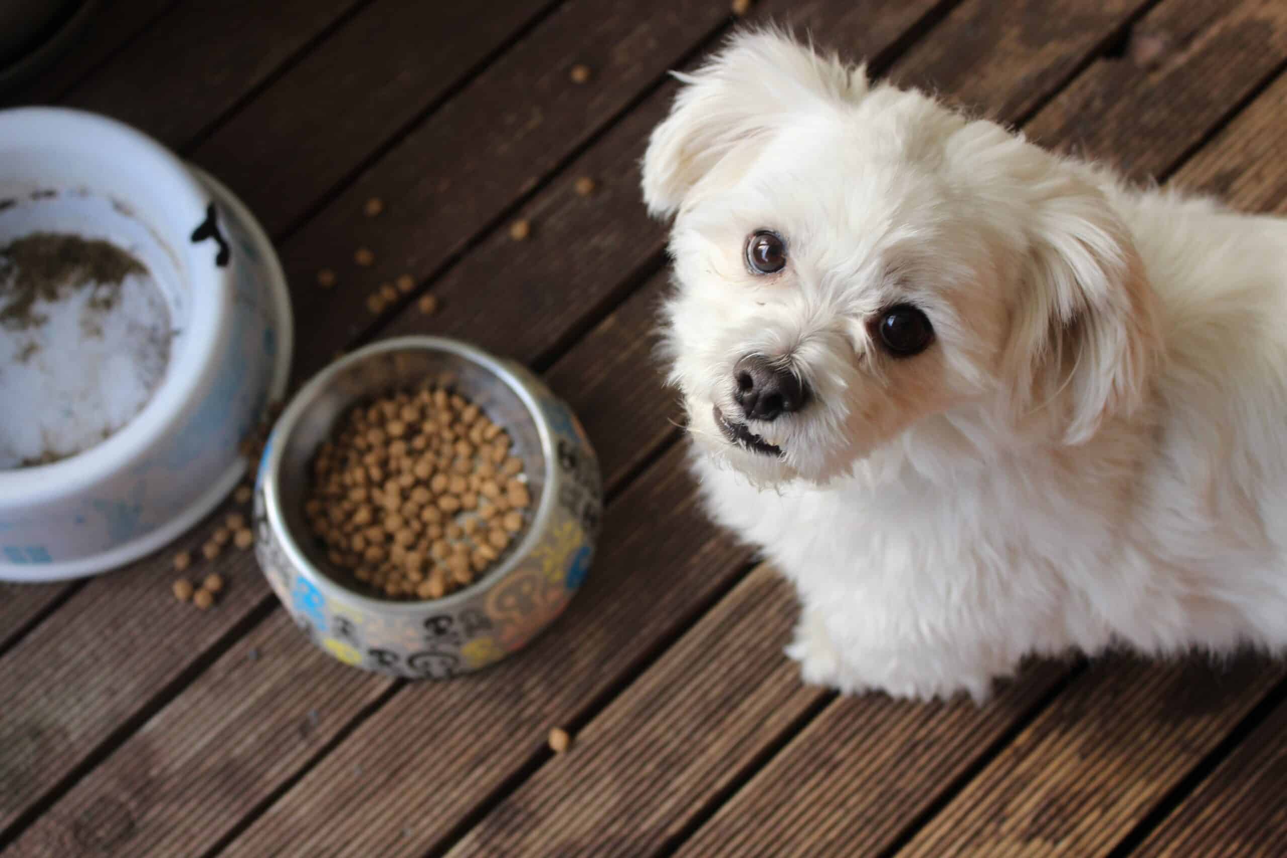 The Concerning Ingredient in Processed Pet Foods: Not Mentioned on the Label