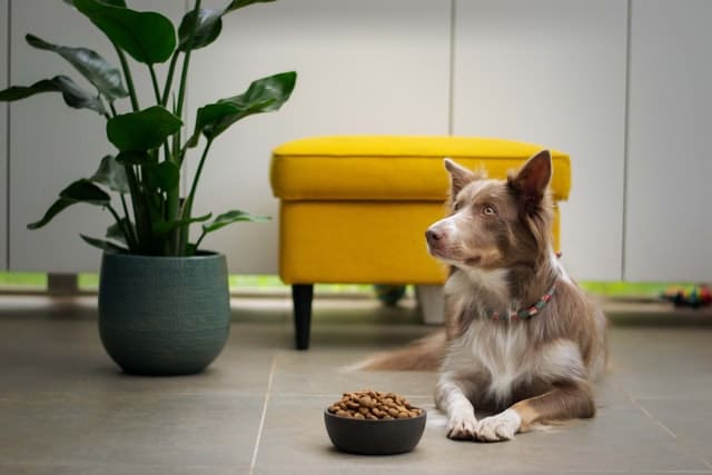 The Best-Selling Dry Pet Foods: Analysed