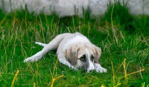 How to keep your dog safe from dognappers – an expert’s guide!