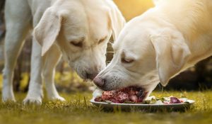 Top 12 Health Benefits of Raw Feeding Your Dog
