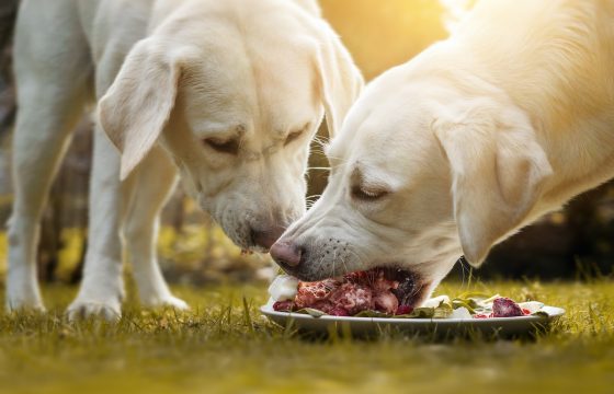 Two dogs eating and enjoying the benefits of raw dog food