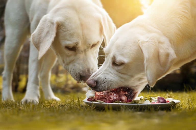 Two dogs eating and enjoying the benefits of raw dog food