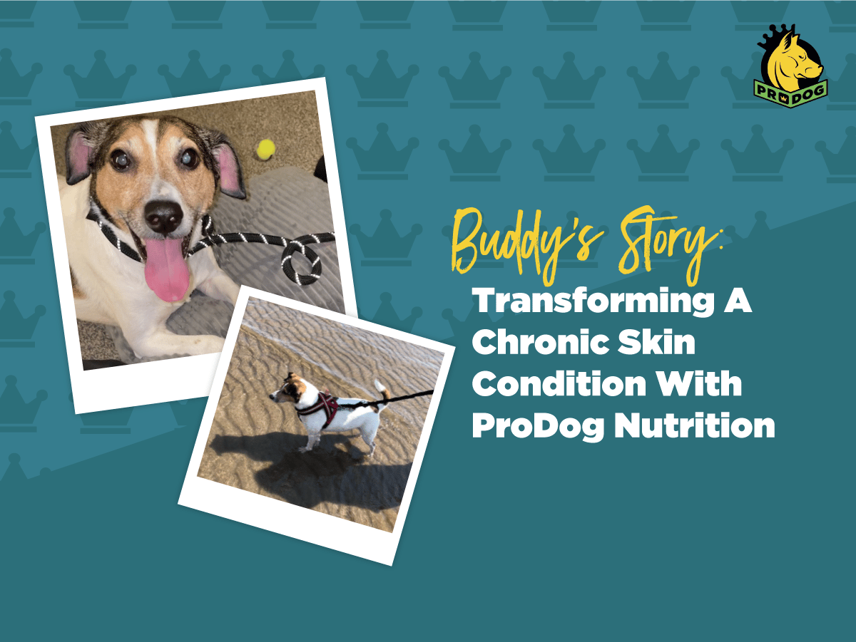 Transforming A Chronic Skin Condition With Raw Feeding & Supplements