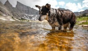 Weight Loss Tips for Dogs