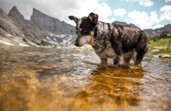Weight Loss Tips for Dogs