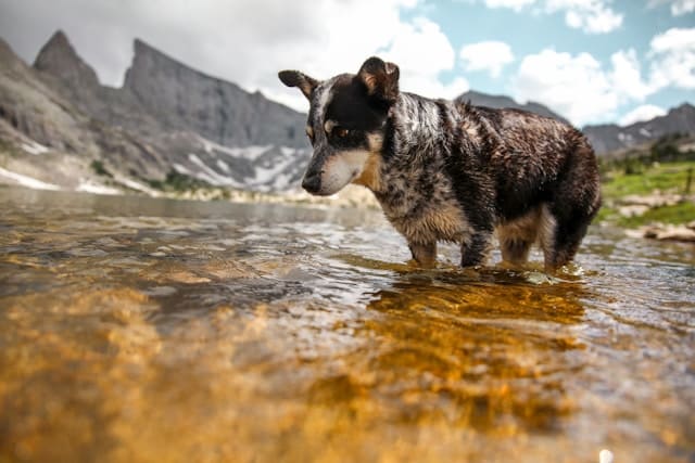 Weight Loss Tips for Dogs