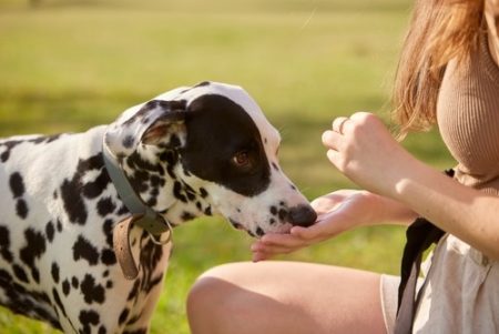 natural dog treats