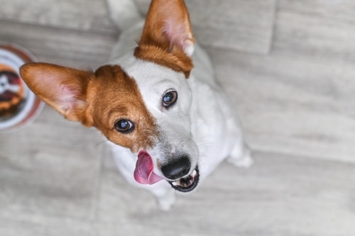 Natural treats for dogs on raw fed diet