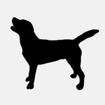 Big Dog