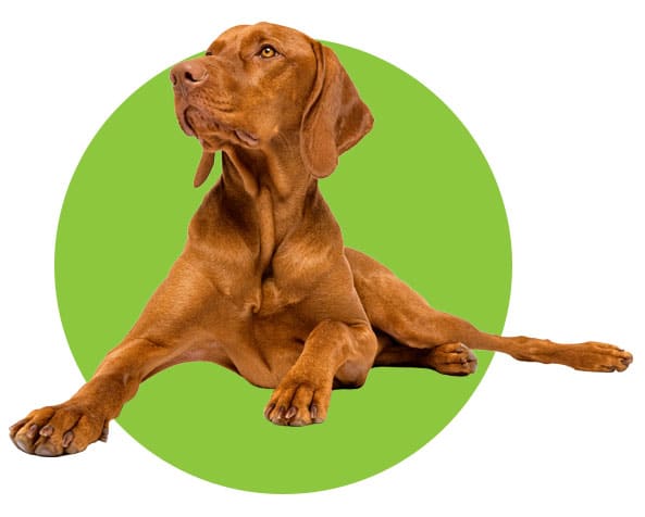 Vizsla dog who likes his raw dog food bundles
