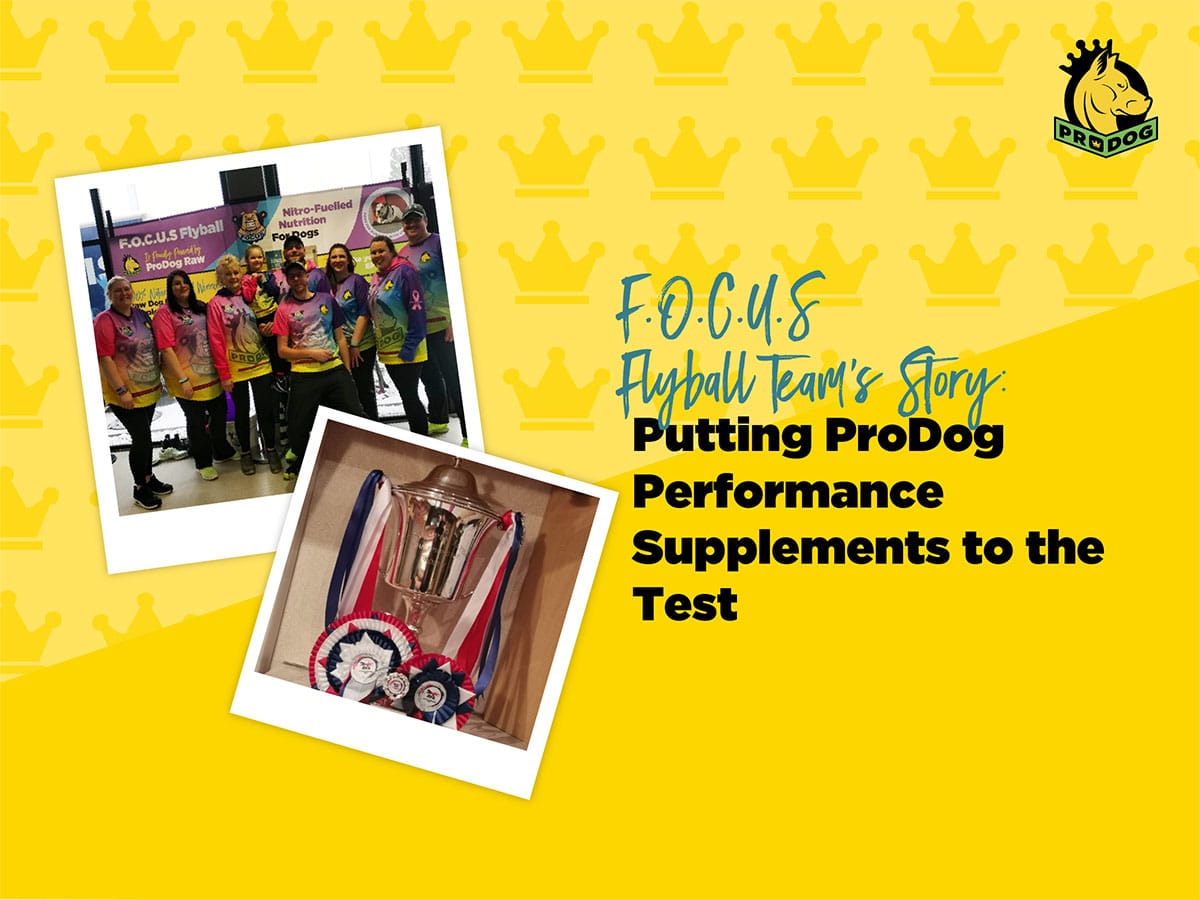 F.O.C.U.S Flyball Team: Putting ProDog Performance Supplements to the Test