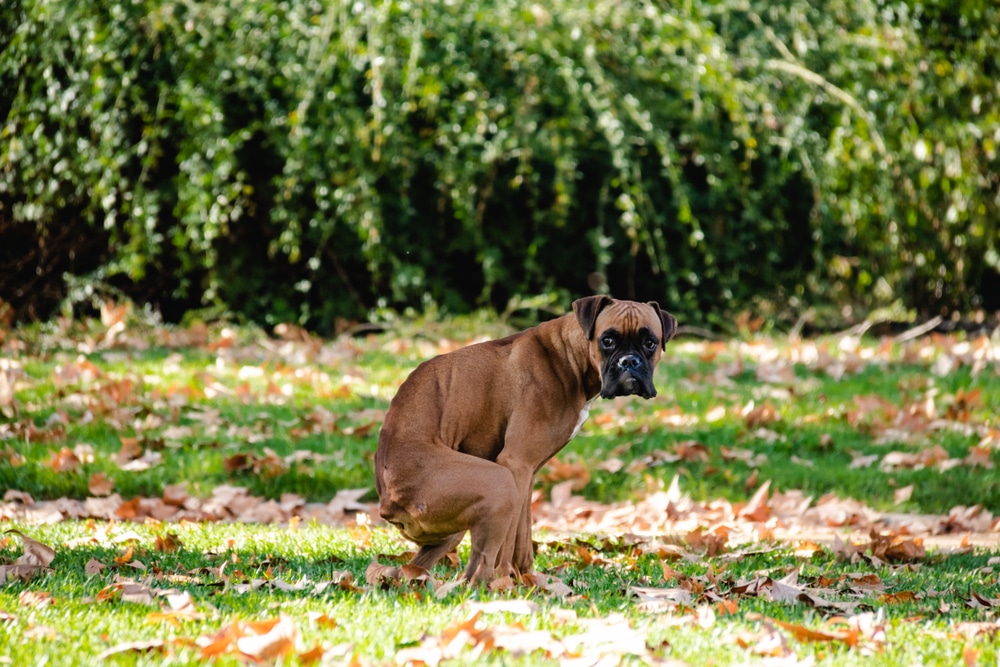 dog constipation