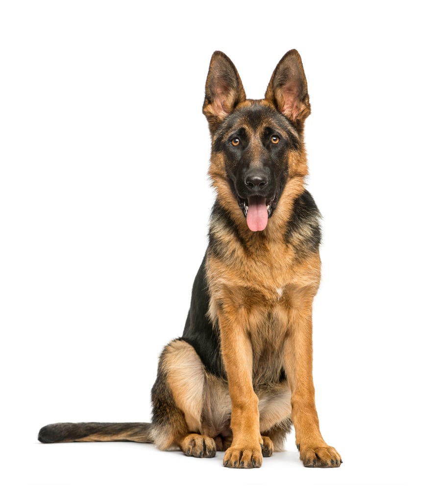 turmeric for dogs