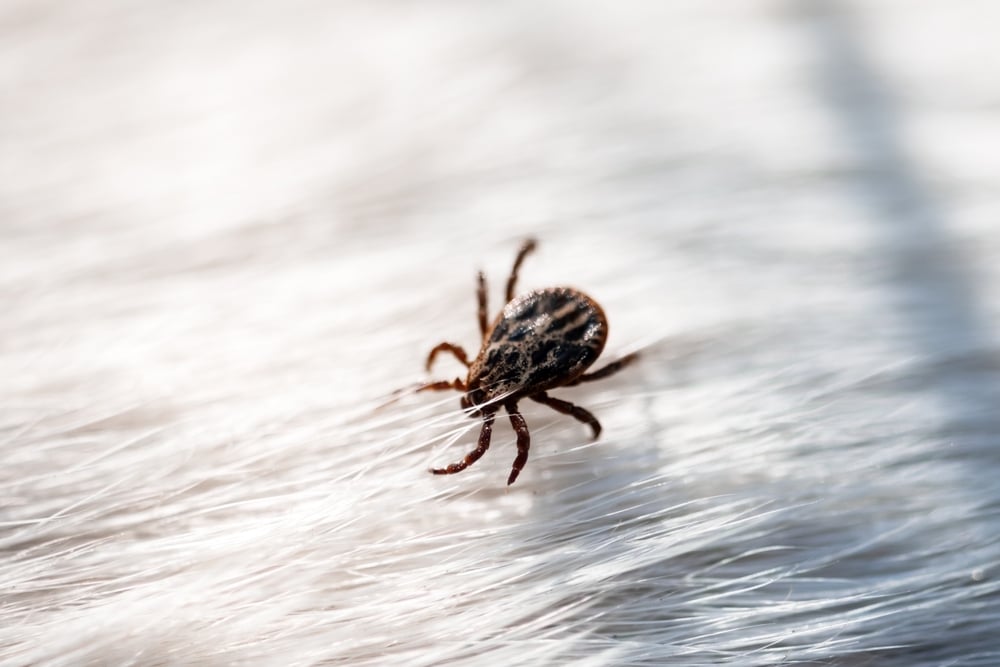ticks on dogs