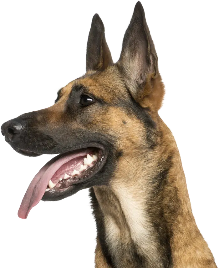Belgian Malinois Feeding Guide
