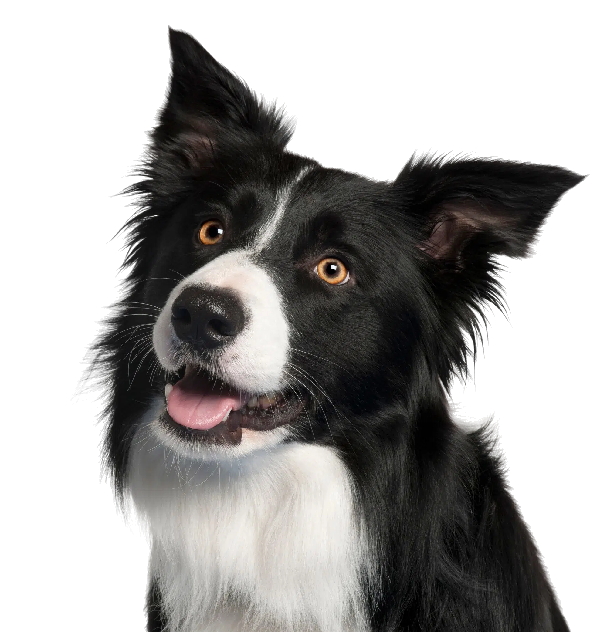 Border Collie Feeding Guide