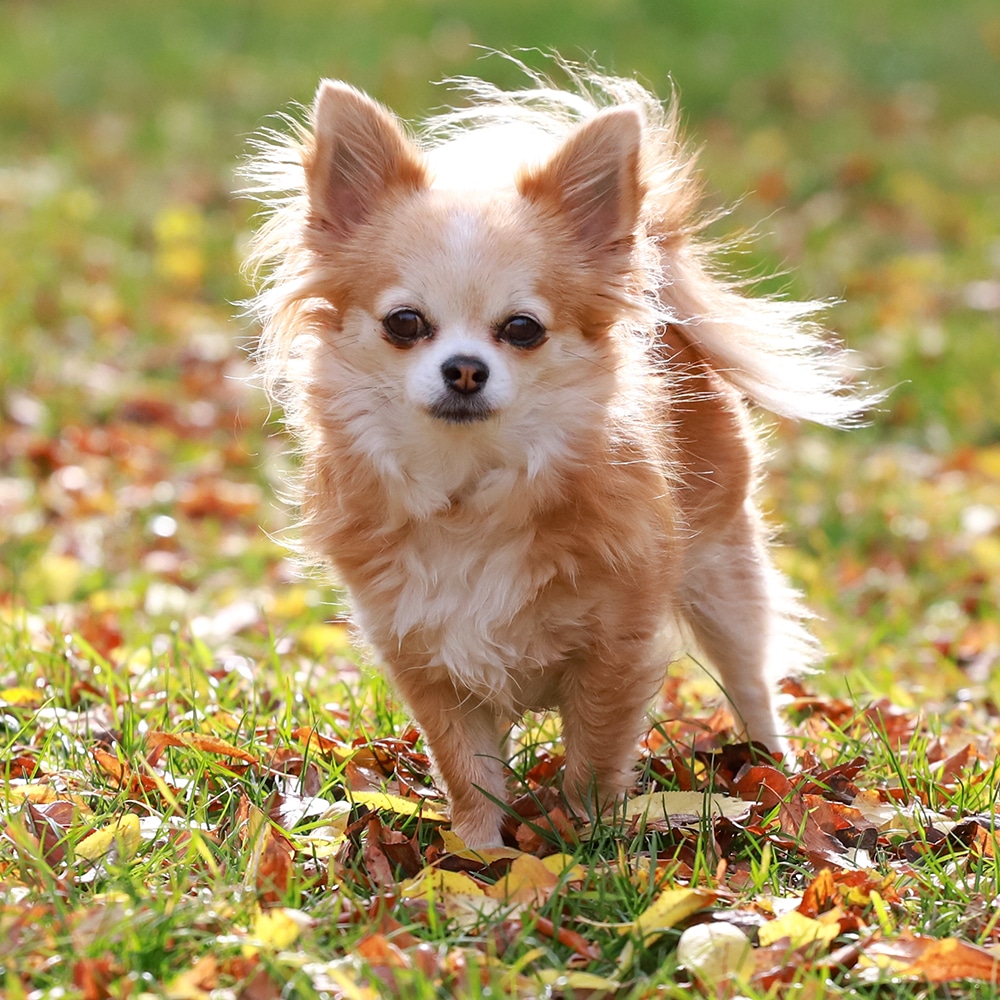 Chihuahua Feeding Guide