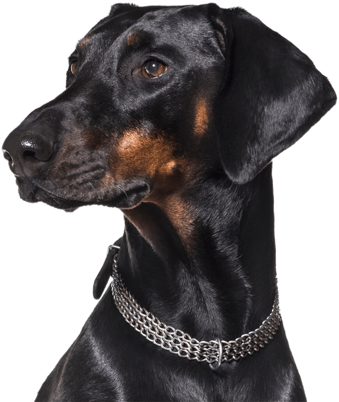 Doberman Pinscher Feeding Guide