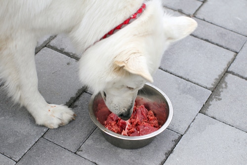 sensitive raw diet