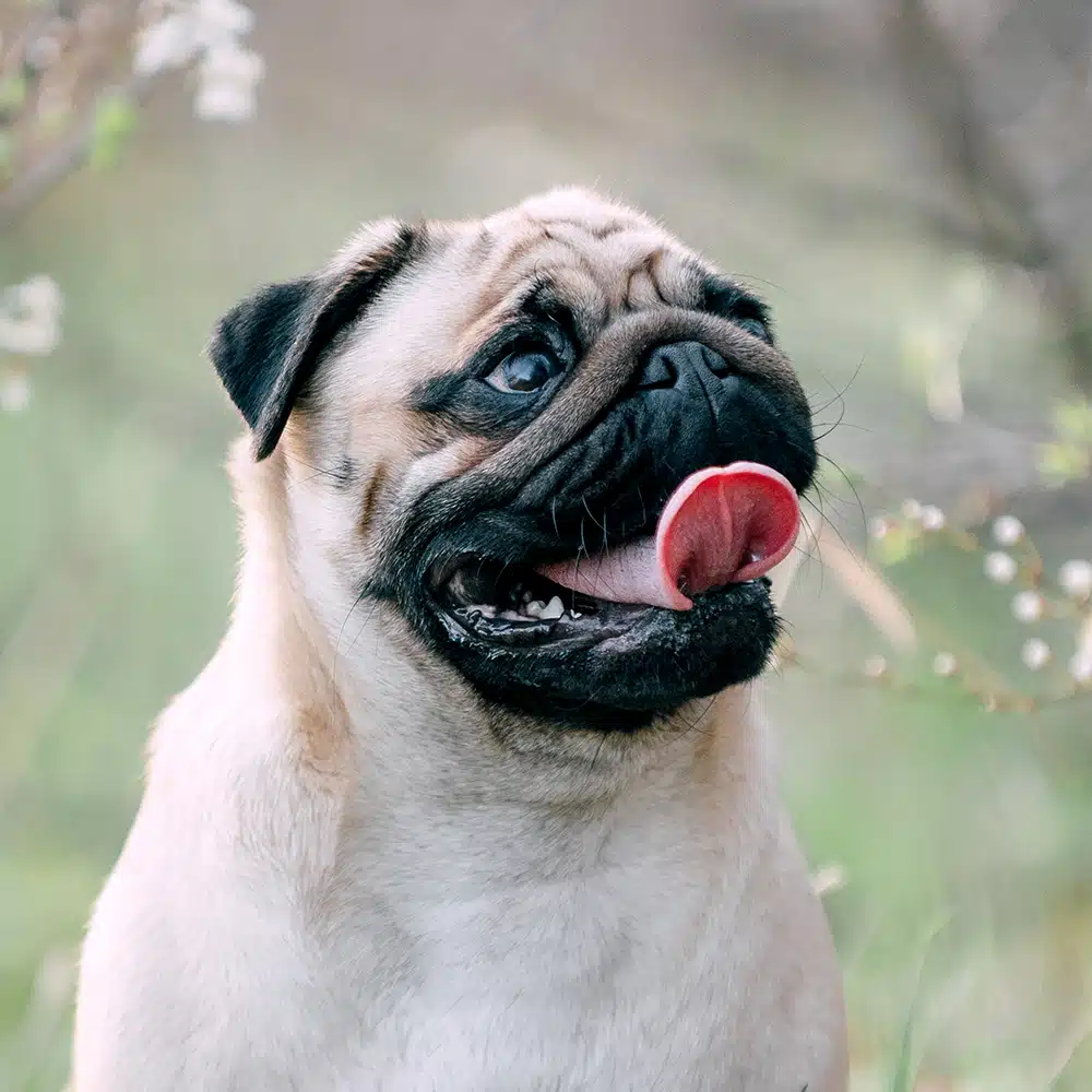 Pug Feeding Guide