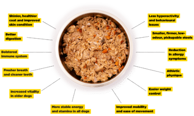 The benefits of raw dog food listed around a bowl of delicious raw dog food