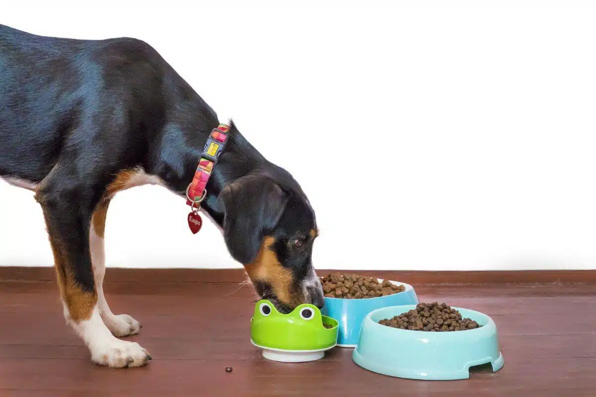 Switching Your Dog to Raw | Advice For Changing Dogs’ Food