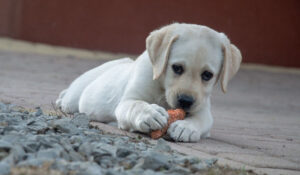 “Raw Dog Food for Beginners” Raw Feeding Guide