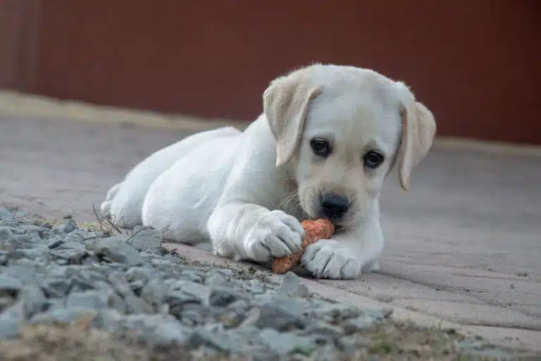 our raw dog food for beginners guide white puppy eating a carrot (1)