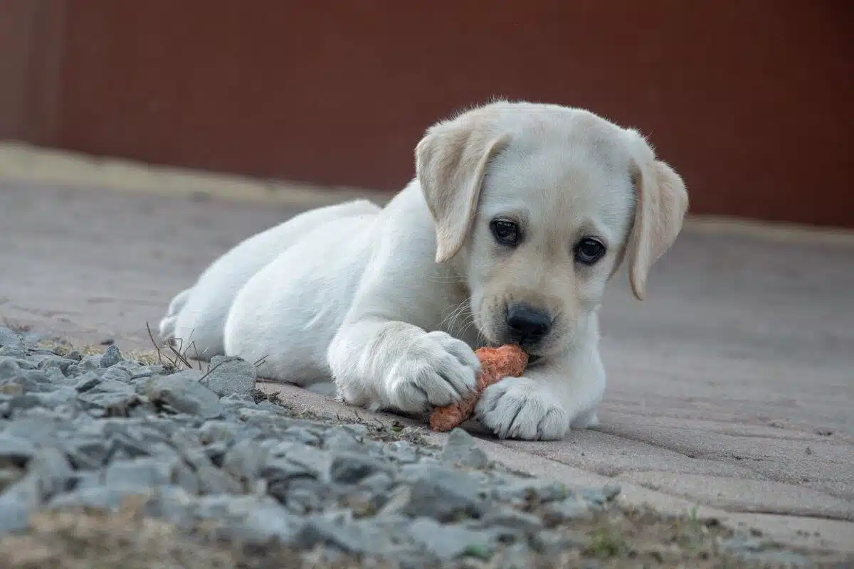 “Raw Dog Food for Beginners” Raw Feeding Guide
