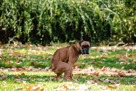 constipation in dogs