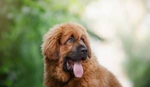 Dog Constipation and What to Feed