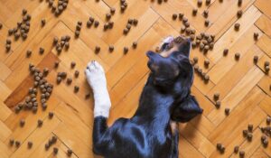 What Is Kibble Dog Food?